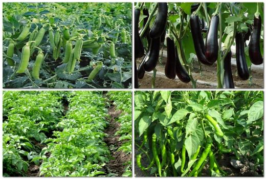 برداشت ۱۰ هزار تن سبزیجات از مزارع کشاورزی استان قزوین