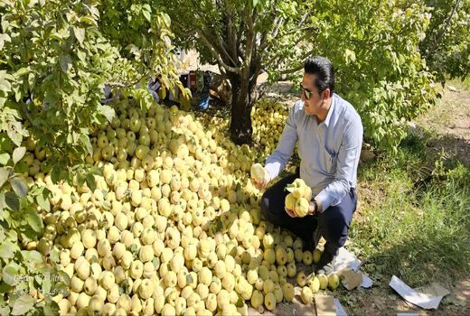 برداشت میوه ب‍ِه از باغ‌های داراب آغاز شد