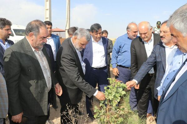 بازدید حجتی از «باغ پسته رقم کشت بافت UCB1 » در دامغان

