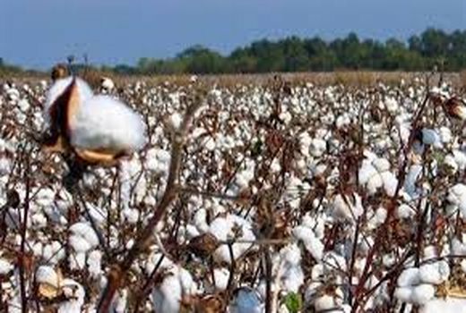 چهار هزار تن وش پنبه کشاورزان خراسان شمالی قراردادی فروش رفت 