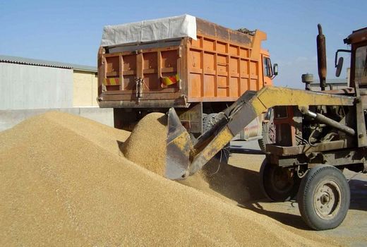خرید گندم از روسیه در بلاتکلیفی