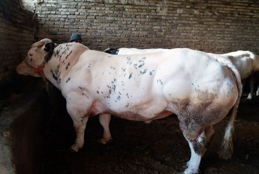 انجام 5875 مورد تلقیح مصنوعی گاو و گاومیش در جریان سال 1398 در شهرستان اهر