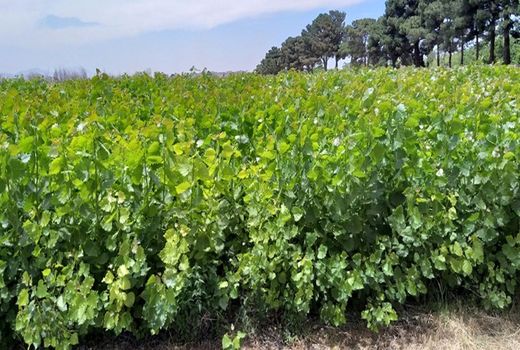  ۳۰ کلن پرمحصول صنوبر در ۱۸ استان معرفی شد