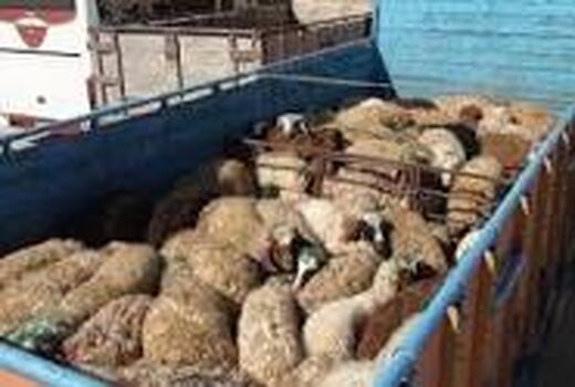 کشف بیش از 300 راس احشام قاچاق و دستگیری قاچاقچیان