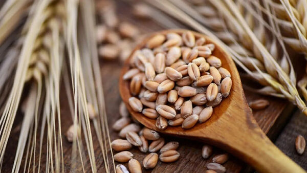 نقش غلات در تأمین امنیت غذایی کشور انکارناپذیر است