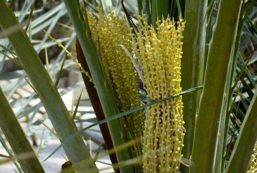 آغاز گرده افشانی نخیلات  داراب 