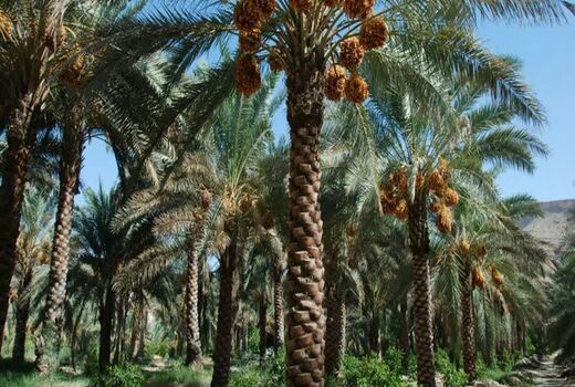 شناسایی و ارزیابی اولیه جنگل‌های حرا در ماهشهر
