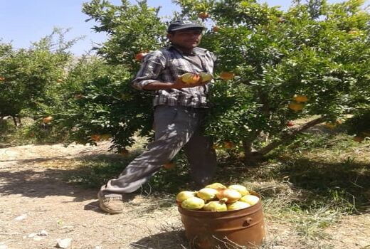  انار ارسنجان روانه بازار شد