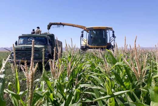 آغاز برداشت ذرت از ۱۰۰ هکتار مزارع ذرت شهرستان سربیشه