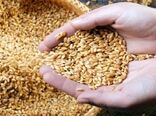 اجرای پروژه گندم بنیان با هدف حفظ بقایای گیاهی، تناوب زراعی و بی‌خاکورزی و کشت مستقیم با هدف نهایی افزایش عملکرد گندم