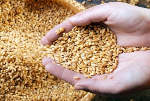 میزان خرید گندم از مرز ۴ میلیارد کیلوگرم در 21 استان گذشت