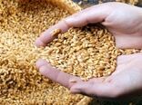 ارسال بذور گندم گواهی شده برای توزیع بین بهره‌برداران گندم‌کار استان سمنان