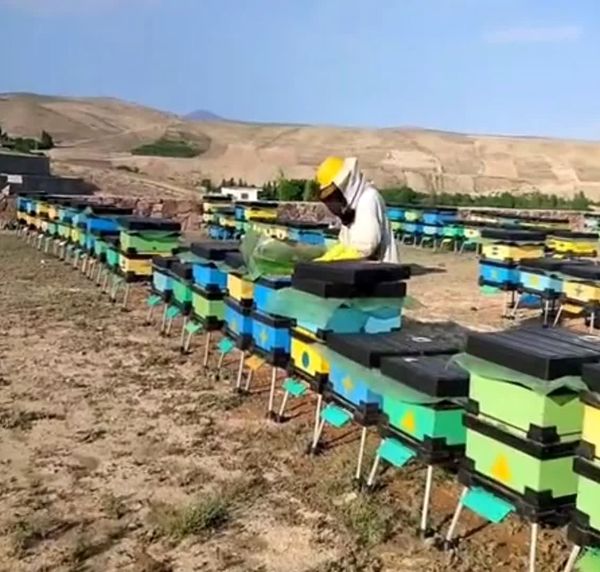 توزیع ۱۲۰ کندوی مدرن بین زنبورداران بوشهری برای افزایش بهرهوری