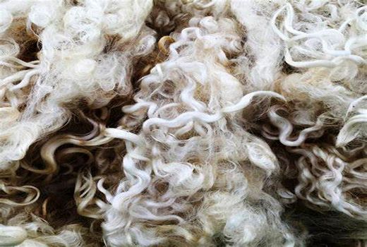 پشم گوسفند؛ از دوست‌دار محیط زیست تا منبع آلودگی!