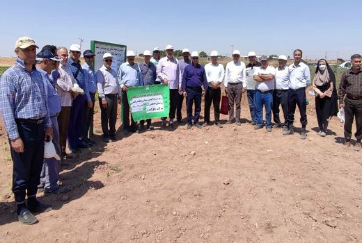 برگزاری روز مزرعه کشت مکانیزه چغندرقند نشائی در شهرستان آبیک