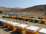کوچ زود هنگام زنبورستان ها به قیروکارزین آغاز شد