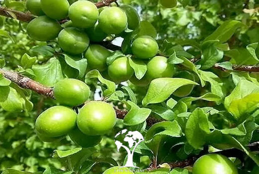 برداشت ۱۱۶۴ تن میوه نوبرانه از باغ های شهرستان استهبان