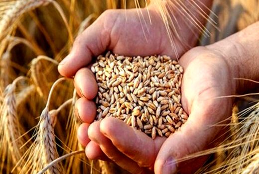 تولید بیش از 25 هزار و 500 تن بذور اصلاح شده گندم و جو در استان ایلام