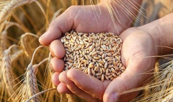 تولید بیش از 25 هزار و 500 تن بذور اصلاح شده گندم و جو در استان ایلام