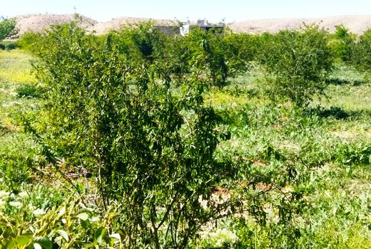 سرمای بهاره به باغات داراب خسارت وارد کرد