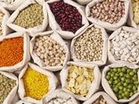 کاشت حبوبات بهاره، راهکاری برای حاصلخیزی خاک شهرستان درمیان