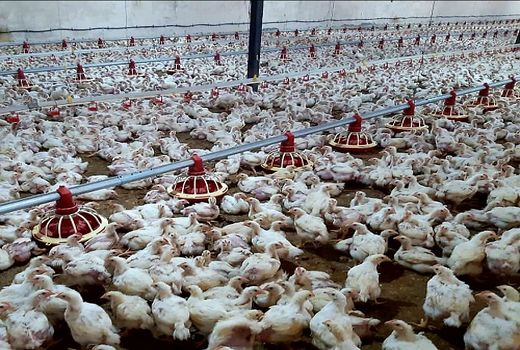 تولید بیش از 22 هزار تن محصولات دامی در سپیدان