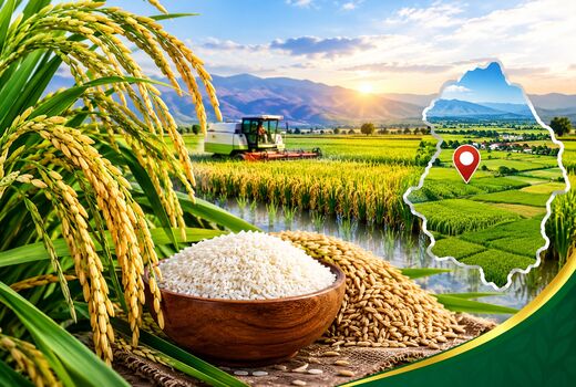 تولید بیش از ۳۲ هزار تن برنج سفید در آذربایجان شرقی؛ میانه پیشتاز تولید استان