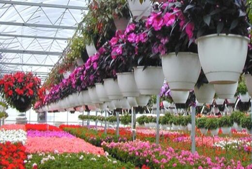 سطح زیرکشت گل و گیاهان زینتی به ۸۱۰۰ هکتار رسید