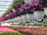 سطح زیرکشت گل و گیاهان زینتی به ۸۱۰۰ هکتار رسید