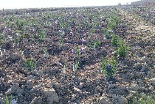 سطح زیر کشت محصولات کم‌ آب‌بر در آران و بیدگل افزایش می‌یابد
