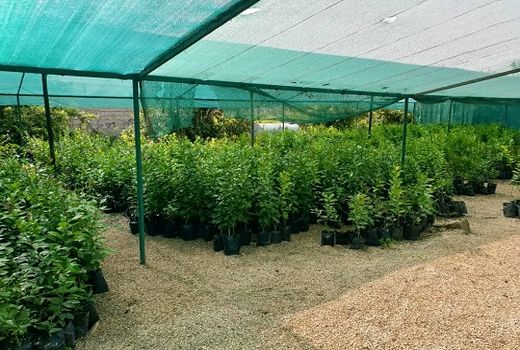 از سر گیری احداث سایبان باغ ها در قیروکارزین