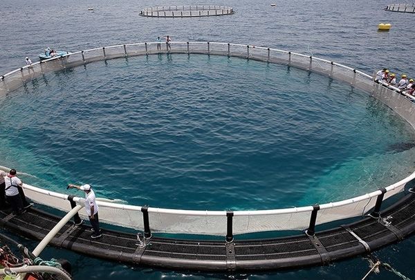 ضرورت دستیابی استان‌های ساحلی به پروتکل مشترک در حوزه آبزی پروری 