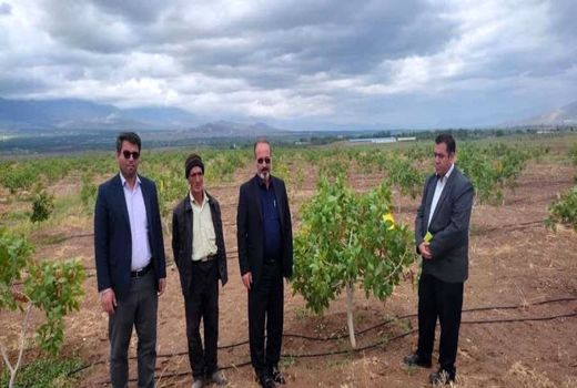 توسعه باغات پسته از اولویت‌های شهرستان ویژه مرند