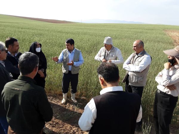 پایش مزارع گندم بذری شهرستان آوج انجام شد