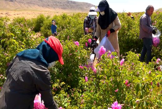 شمیم گل محمدی در سرزمین هزار چشمه