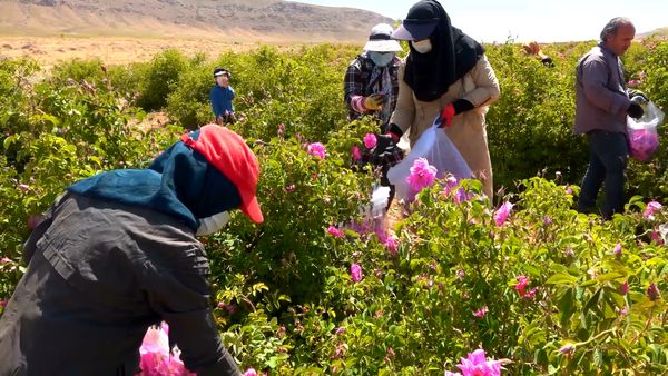 شمیم گل محمدی در سرزمین هزار چشمه