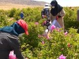 شمیم گل محمدی در سرزمین هزار چشمه