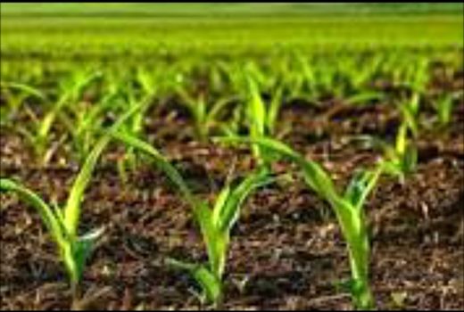 اجرای طرح مزارع الگوی در شهرستان دهلران