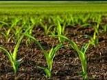 اجرای طرح مزارع الگوی در شهرستان دهلران