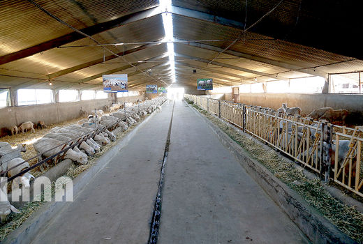 عکس روز:پرورش بز، نژاد سانن