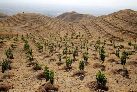 کاشت ۵۰۰ میلیون اصله نهال در پویش ایران سرسبز