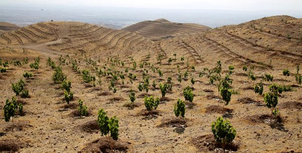 کاشت ۵۰۰ میلیون اصله نهال در پویش ایران سرسبز