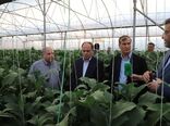 تامین بازار داخل و رونق صادرات با توسعه کشت عمودی