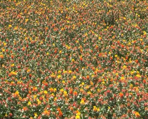 آغاز برداشت گلرنگ از مزارع مبارکه