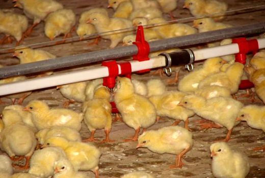 تولید ۱۷ هزار تن گوشت سفید در واحدهای تولیدی شهرستان قزوین