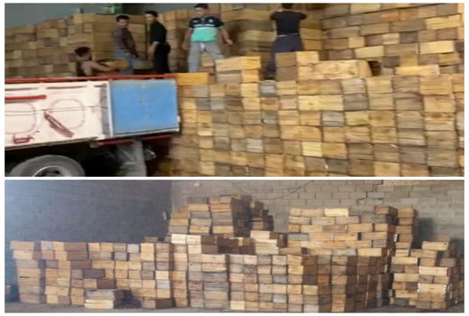 خرید بیش از ۳۰۰ تن خرمای استعمران از نخلداران خوزستانی