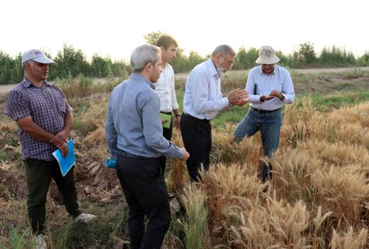 میزان اجرای دستاوردهای پژوهشی در مزرعه را رصد می‌کنیم