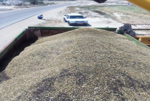 برداشت کلزا از مزارع لارستان آغاز شد