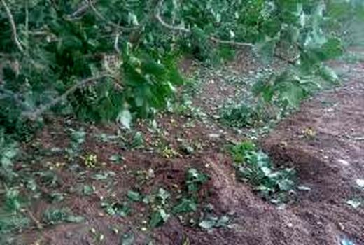 خسارت 9.9میلیاردی بلایای طبیعی به مزارع و باغات شهرستان ارزوئیه