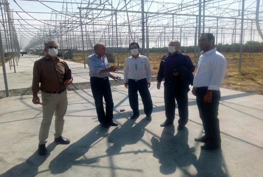 امسال ۱۰ هکتار گلخانه در شهرستان بویین زهرا به بهره برداری می رسد